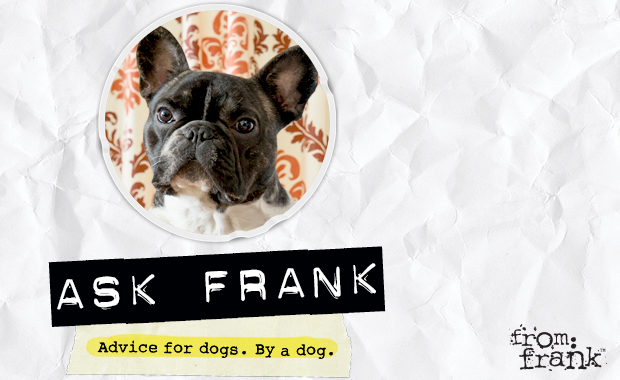 Ask Frank: What Does BRB Mean? – Dogster
